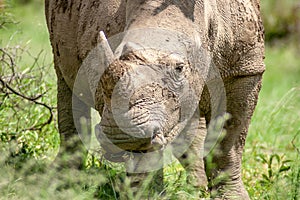 Wild Rhinoceros in Pilanesberg National Park, a large South African