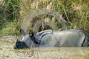 Wild Rhinoceros unicornis photo