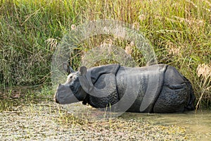 Wild Rhinoceros unicornis photo