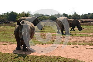 Wild rhinos. Hlane Royal National Park. Simunye. Eswatini