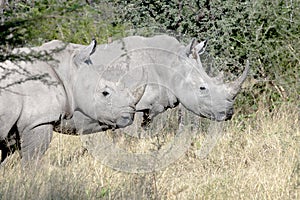 Wild Rhinos (Rhinoceros) South Africa