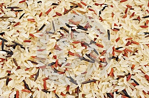 Wild rice