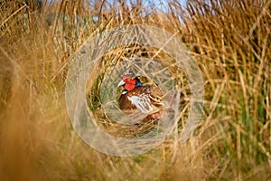 Wild ring-necked pheasant in natural habitat of reeds and grasses on moorland in Yorkshire Dales, UK