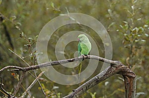 A wild ring-necked, or rose-ringed Parakeet, perching on a tree in the rain in the UK. It is the UK`s most abundant naturalised pa