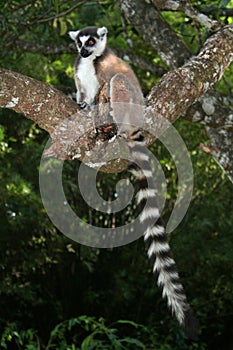 Wild ring-tailed lemur, Madagascar