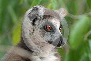 Wild ring-tailed lemur of Madagascar