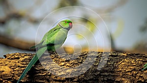 A wild ringed neck parrot perched on trunk in the forest