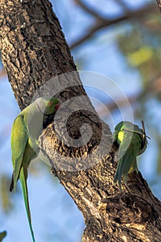 wild ringed neck parrots on a tree trunk in the forest