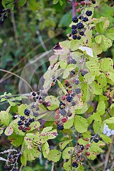 Wild ripe blackberries on a branch.