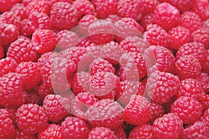 Wild ripe crimson raspberries food background