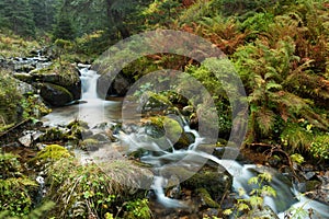 Wild river flowing in untouched green nature in autumn