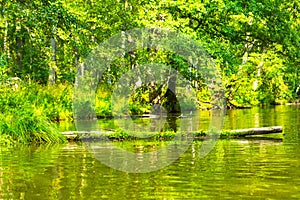 Wild river in forest, polish river Omulew