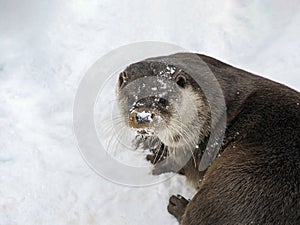 Wild river otter looks up after swimming in the snow