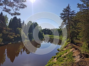 Wild river in the pinery forest on spring with sun. Beautiful nature outdoors scene.