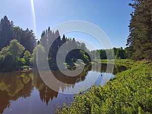 Wild river in the pinery forest on spring with sun. Beautiful nature outdoors scene.