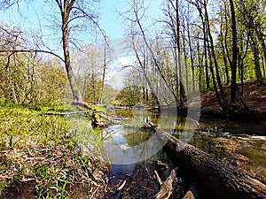 Wild river in spring forest, Europe