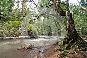 Wild river in Tropical rain forest with green trees