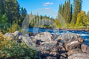 Wild river winds through the forest deep in the arctic. Wild nature of Swedish Lapland close to Tjaktjajavrre lake