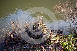 Wild river in winter with bare trees on the bank