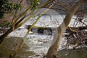 Wild river in winter with bare trees on the bank