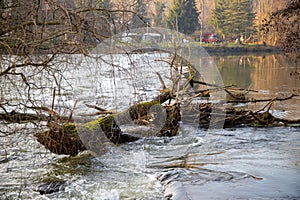 Wild river in winter with bare trees on the bank