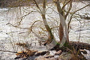 Wild river in winter with bare trees on the bank