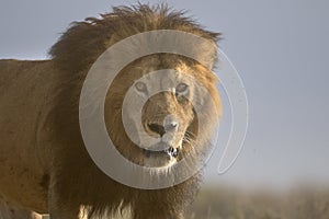 Wild roaming African male lion portrait