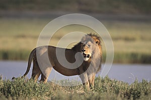 Wild roaming African male lion portrait