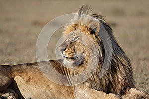 Wild roaming African male lion portrait