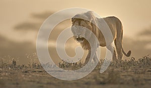 Wild roaming African male lion portrait