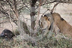 Wild roaming African male lion portrait