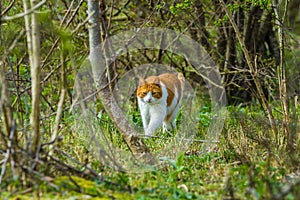 Wild roaming cat walking through forest
