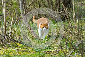 Wild roaming cat walking through forested dunes land looking for prey