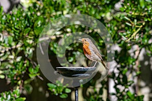 Wild robin, erithacus rubecula, perched on suet garden bird feeder