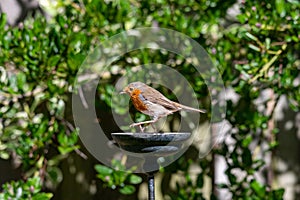 Wild robin, erithacus rubecula, perched on suet garden bird feeder