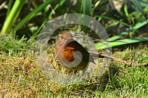 Wild Robin with nesting material in its beak