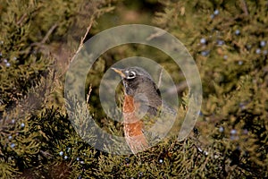 Wild Robin sitting in an evergreen tree