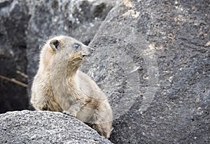 Wild rock hyrax found near Galilea sea, Israel