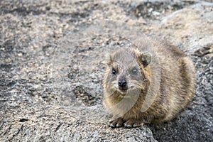 Wild rock hyrax found near Galilea sea, Israel photo