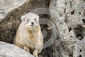 Wild rock hyrax found near Galilea sea, Israel photo