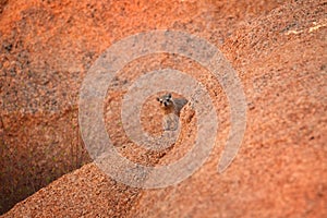 Wild Rock Hyrax, Procavia capensis on orange colored  granite rock, staring at camera. African wildlife experience during camping