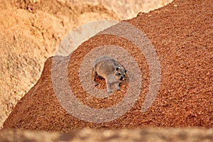 Wild Rock Hyrax, Procavia capensis on orange colored  granite rock, staring at camera. African wildlife experience during camping