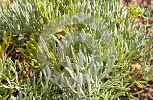 Wild rock samphire