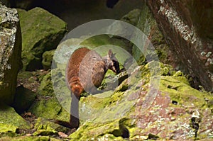 Wild Rock-wallaby sit on a rock in a cave