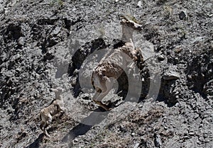 Wild Rocky Mountain Bighorn Sheep Ewe and Lamb Bou