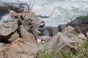 Wild Rocky mountain bighorn sheep lamb