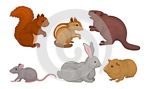 Wild Rodent Animals Set, Squirrel, Mouse, Beaver, Cavy, Rabbit, Chipmunk Vector Illustration