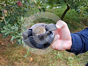 Wild rodent mouse on a gloved hand