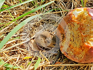 Wild rodent mouse hiding behind a rotting apple