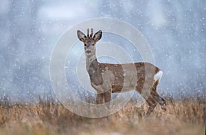 Wild roe buck during snowfall